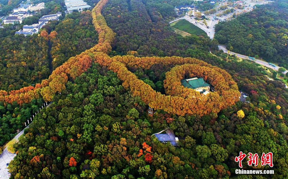 南京紫金山秋景迷人 色彩