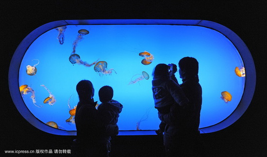 组图：南京海底水母馆开放品种效果居亚洲第一